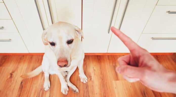 The Art Of Dog Apology: How Our Pooches Say Sorry