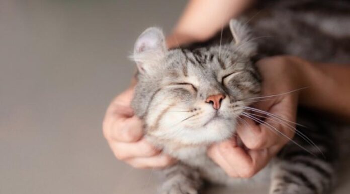 Benefits of Raw Cat Food: Is It Right for Your Cat?