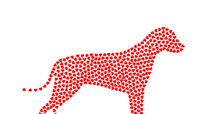 Boutique Diets: Heart Disease Risks from Grain-Free Choices