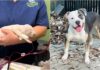Shelter Dog “Saves The Day” By Donating Blood To Anemic Puppy