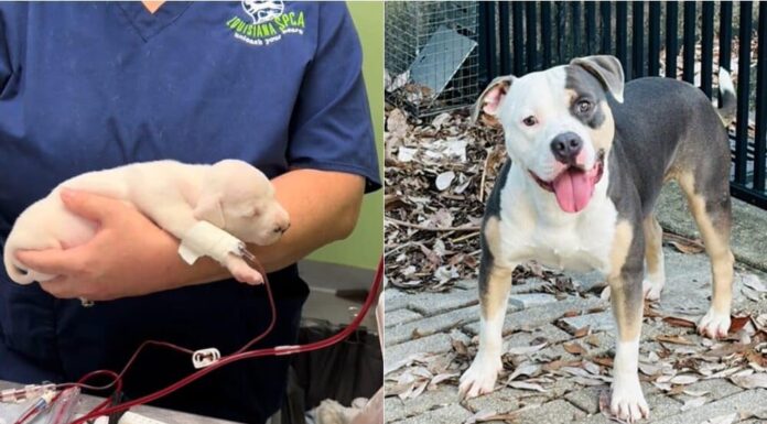 Shelter Dog “Saves The Day” By Donating Blood To Anemic Puppy