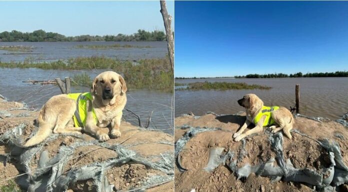 A Monument Is Being Built In Honor Of Pshon, The Hero Dog Of Kazakhstan Floods