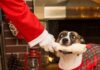 Warning to Pet Parents Giving Holiday Chews, Toys, and Rawhide