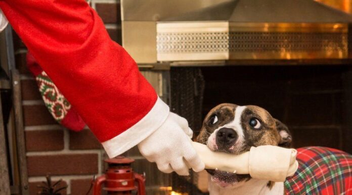 Warning to Pet Parents Giving Holiday Chews, Toys, and Rawhide