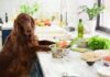 Is Homemade Dog Food Healthy? Discover the Facts!