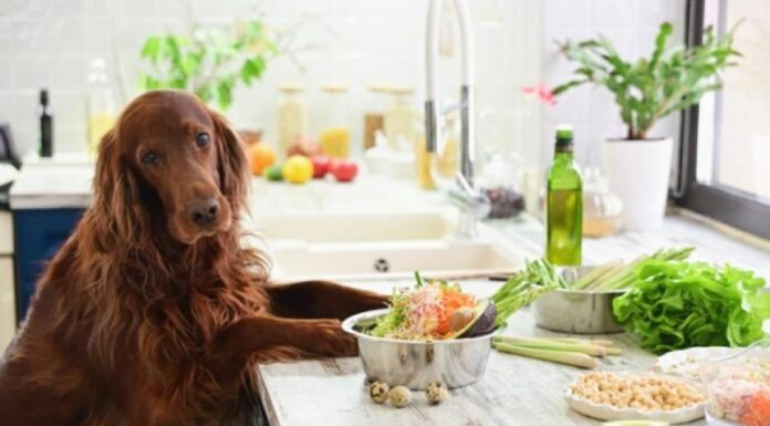 Is Homemade Dog Food Healthy? Discover the Facts!