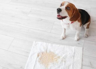 How to House Train an Adult Dog – Stop Peeing and Pooping in the house