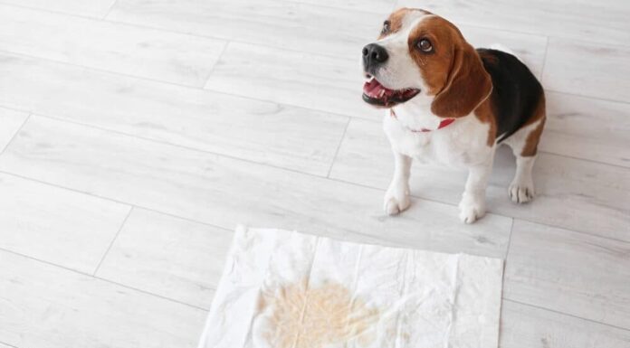 How to House Train an Adult Dog – Stop Peeing and Pooping in the house