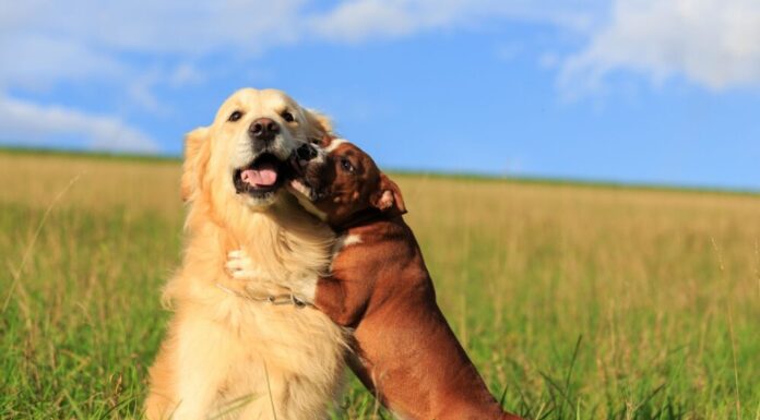 How To Socialize An Aggressive Dog