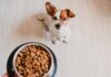 Essential Dog Feeding Guide: Determine Your Pet’s Perfect Meal Size