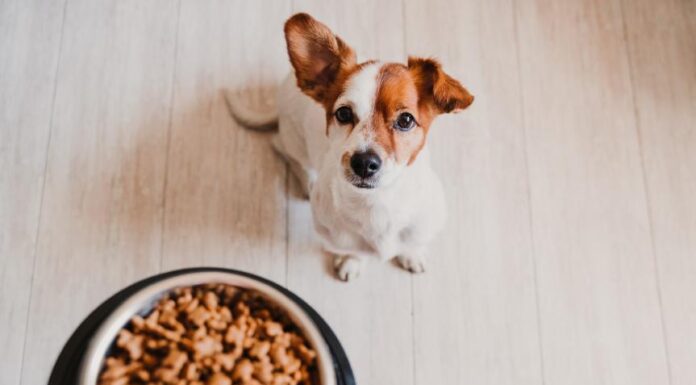Essential Dog Feeding Guide: Determine Your Pet’s Perfect Meal Size