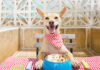 Is Your Pet’s Food Guideline Accurate? Find Out Now!
