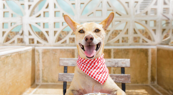 Is Your Pet’s Food Guideline Accurate? Find Out Now!