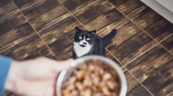 Is Grain-Free Cat Food Healthier for Your Cat?