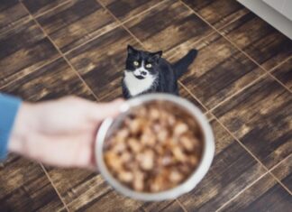 Essential Guide to Nutritional Cat Food for Healthy Felines
