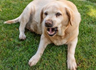 What To Do If Your Dog Is Growling At Nothing