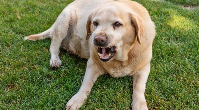 What To Do If Your Dog Is Growling At Nothing