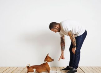 Pros And Cons Of Positive Reinforcement and Correction-Based Training