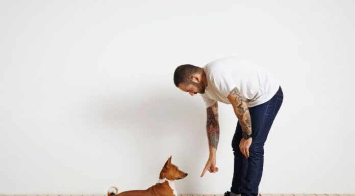 Pros And Cons Of Positive Reinforcement and Correction-Based Training