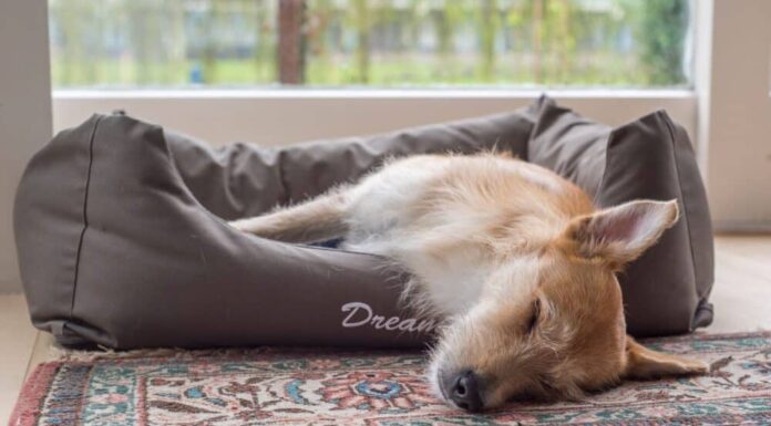 What To Do If Your Dog Doesn’t Listen To You