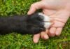 Why Does Your Dog Put Their Paws On You?