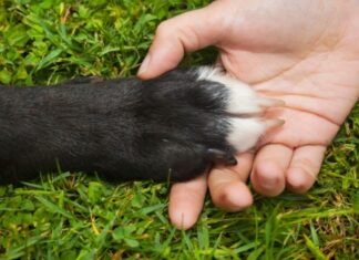 Why Does Your Dog Put Their Paws On You?