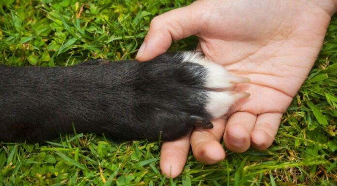 Why Does Your Dog Put Their Paws On You?