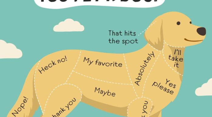 Petting A Dog: Tips And Tricks