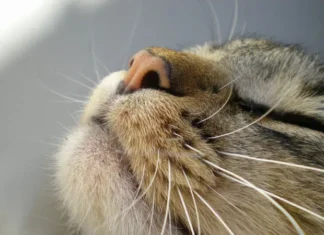 Recognizing 8 Early Signs Your Cat May Be Sick