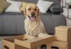 12 Games to Keep Your Dog Busy Indoors