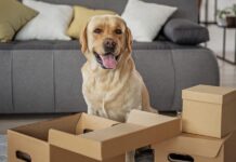 12 Games to Keep Your Dog Busy Indoors