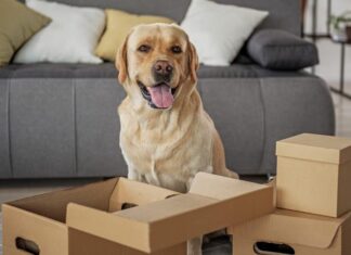 12 Games to Keep Your Dog Busy Indoors