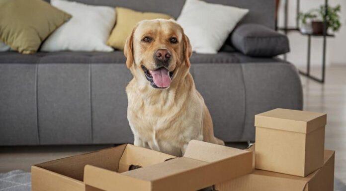 12 Games to Keep Your Dog Busy Indoors