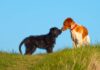 Best Friends FURever: How to Safely & Successfully Introduce Dogs