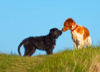 Best Friends FURever: How to Safely & Successfully Introduce Dogs