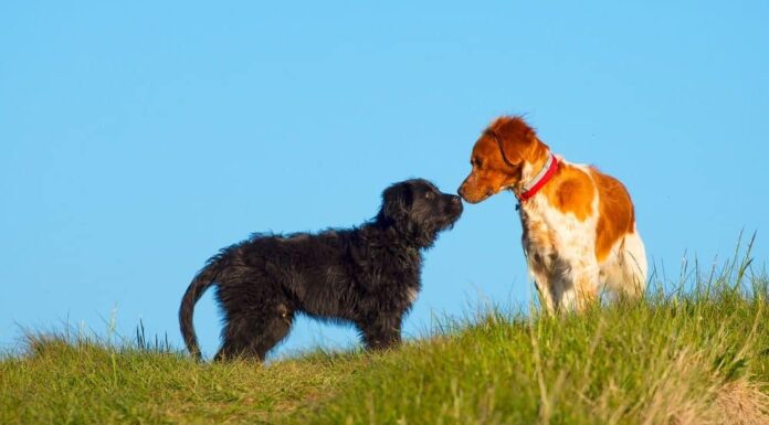 Best Friends FURever: How to Safely & Successfully Introduce Dogs