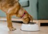 Is Your Dog Drinking More Water Than Usual? Read This
