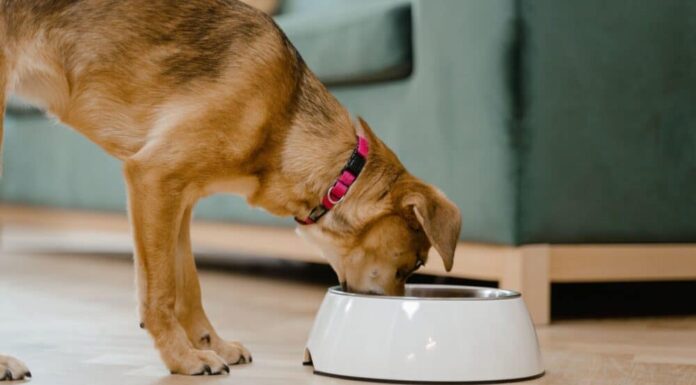 Is Your Dog Drinking More Water Than Usual? Read This