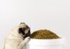 Essential Tips for Properly Storing Pet Food
