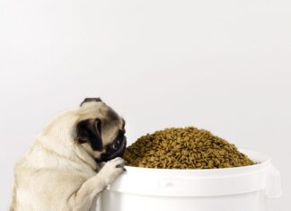 Essential Tips for Properly Storing Pet Food