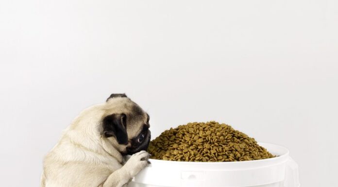Essential Tips for Properly Storing Pet Food