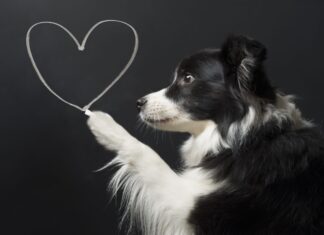 Latest Insights on Diet-Linked DCM: What You Need to Know