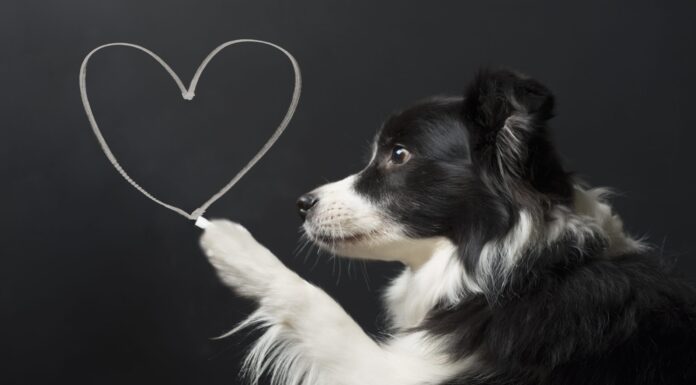 Latest Insights on Diet-Linked DCM: What You Need to Know