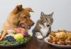 Ideal Pet Feeding Guide: How Much to Feed Your Dog or Cat? Dog and cat choosing between veggies and meat