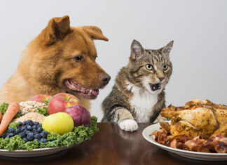 Ideal Pet Feeding Guide: How Much to Feed Your Dog or Cat? Dog and cat choosing between veggies and meat