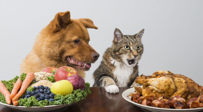 Ideal Pet Feeding Guide: How Much to Feed Your Dog or Cat? Dog and cat choosing between veggies and meat