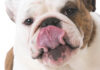 Say Goodbye to Annoying By-Products Today! Bulldog licking lips