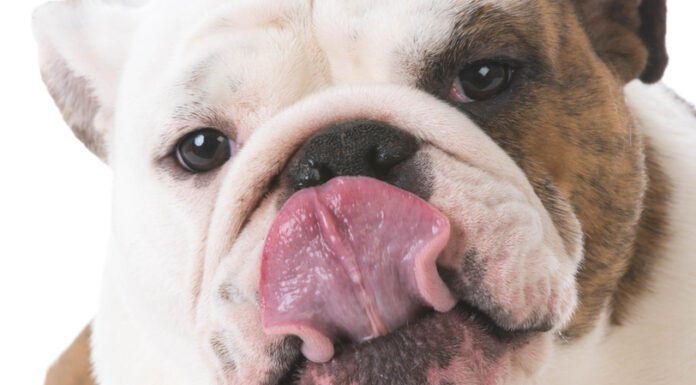 Say Goodbye to Annoying By-Products Today! Bulldog licking lips