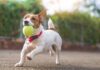 Discover Your Dog’s Ideal Weight: A Simple Calculation Guide