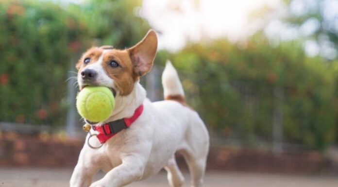 Discover Your Dog’s Ideal Weight: A Simple Calculation Guide